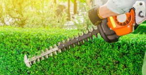 Tailleur de Haies de Cèdres