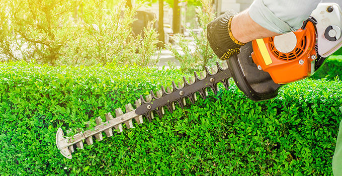 Tailleur de Haies de Cèdres